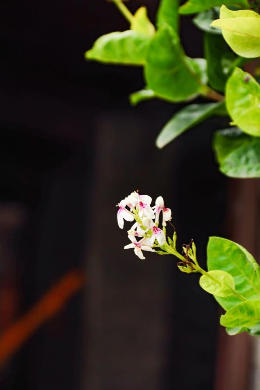 Suites E Cafe Recanto Da Arvore Arraial do Cabo Dış mekan fotoğraf